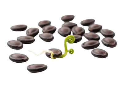 Imagen PNG para descargar